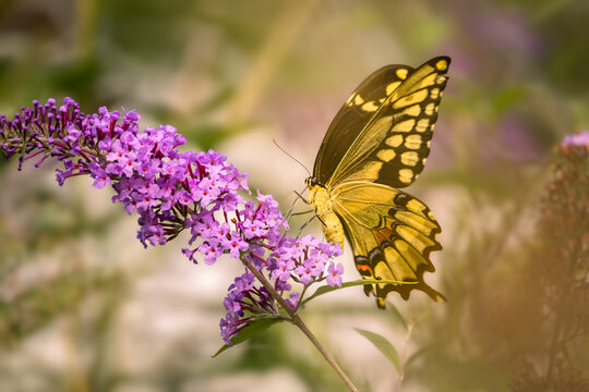 Giant swallowtail butterfly (Papilio cresphontes) feeding on purple butterfly bush flowers, Dundas, Ontario, Canada.