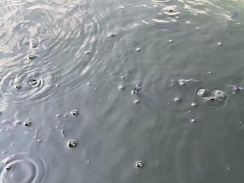 Macro shot of a freshwater catfish farm pond. Bubbles rising to the calm surface with water bugs skimming across. Ideal for traditional fishery and aquaculture industry concepts.