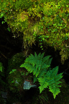 Moss and ferns in the Magic Wood climbing area, Ausserferrera, Switzerland