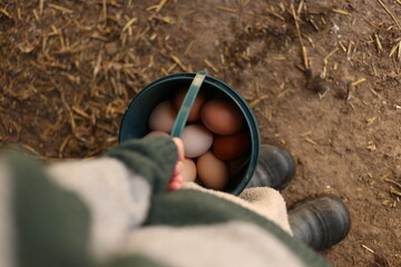 Fresh Farm Eggs Collected in Bucket Inside Rustic Chicken Coop © Rebekka