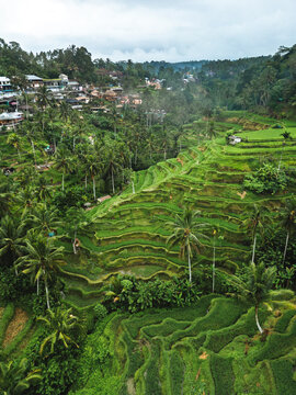 Tegallalang Rice Terrace Landscape with Tropical Village Aerial View