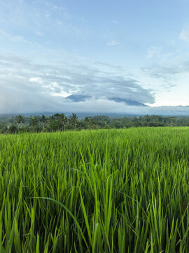 Green Rice Fields with Mount Agung Volcano in Bali Aerial View
