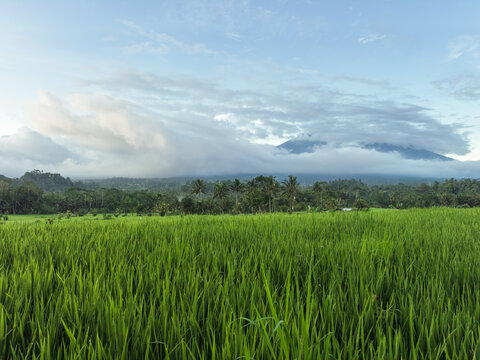 Green Rice Fields with Mount Agung Volcano in Bali Aerial View