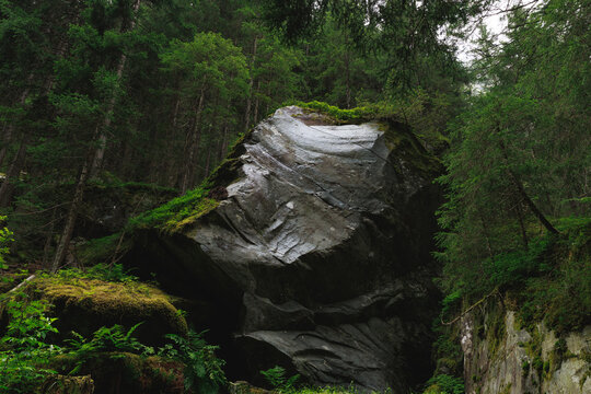 Boulders, moss and fern in the Magic Wood climbing area, Ausserferrera, Switzerland