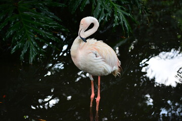pink flamingo in the water © 了 emo