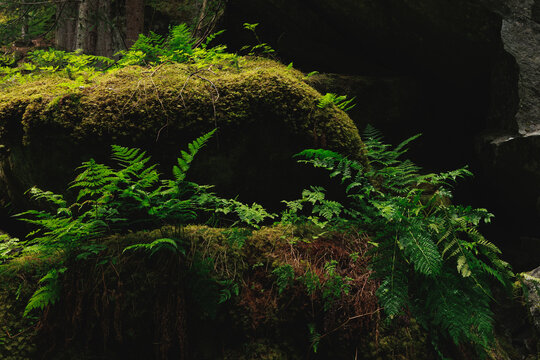 Boulders, moss and fern in the Magic Wood climbing area, Ausserferrera, Switzerland