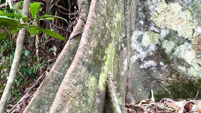 Large buttress roots support towering trees of the Dipterocarpaceae family in the natural tropical rainforest.