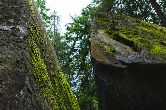 Moss grows on a slab of granite in the Magic Wood climbing area, Ausserferrera, Switzerland