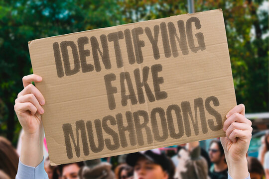 "Identifying fake mushrooms" Toxic lookalikes deceive foragers in wild settings. POISONING. DEADLY. IDENTIFICATION. FORAGING. FATAL.