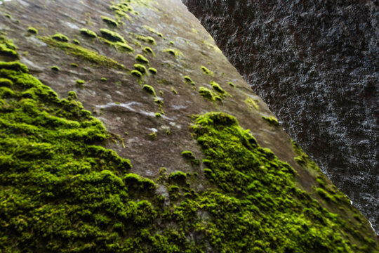 Moss grows on a slab of granite in the Magic Wood climbing area, Ausserferrera, Switzerland
