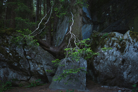 Trees, boulders, moss and fern in the Magic Wood climbing area, Ausserferrera, Switzerland