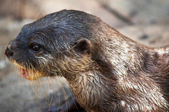 this is a side view of a Asian small clawed otter