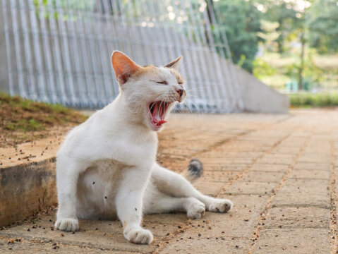 White and orange cat yawning while sitting on a paved walkway in a park.