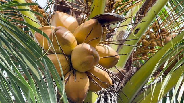 Bunch of yellow coconuts hanging from tropical palm tree with green fronds swaying in wind.