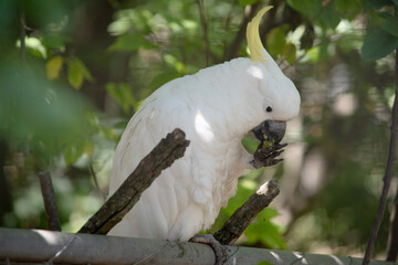 The sulphur crested cockatoo is eating fruit © susan flashman
