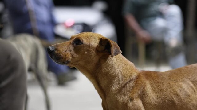Brown Stray Dog In Outdoor Urban Night Scene With People And Vehicles Nearby