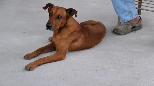 Brown Dog Lying Concrete Floor Beside Person Wearing Jeans Sandals Rural Scene
