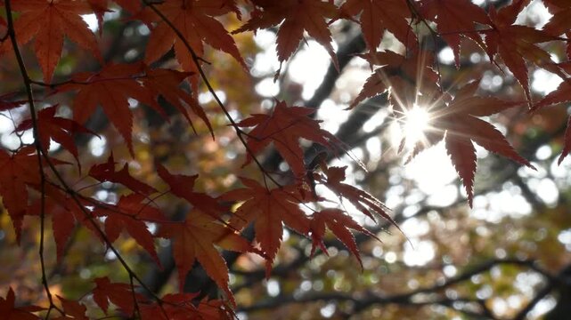 紅葉を逆光で撮影した4Kスローモーション動画