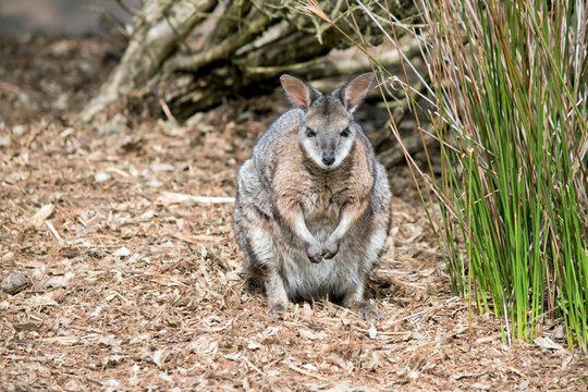 the tammar wallaby is mostly grey with tan paws, shoulders and a white chest