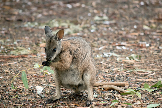 the tammar wallaby is eating leaves