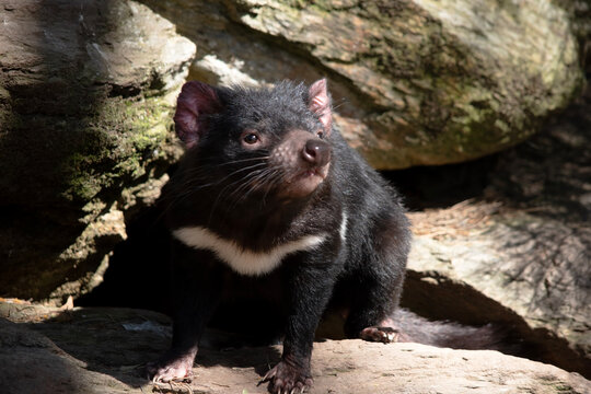 this is a close up of a Tasmanian devil