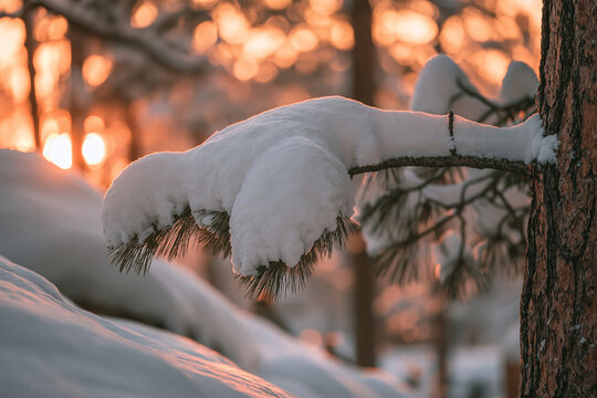Snow covered pine tree branch in a winter forest at golden hour sunset with seasonal
