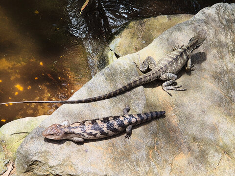 2 Lizards on a rock