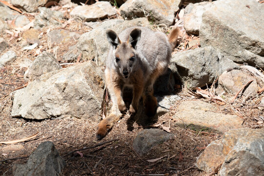 the yellow footed rock wallaby is looking for food