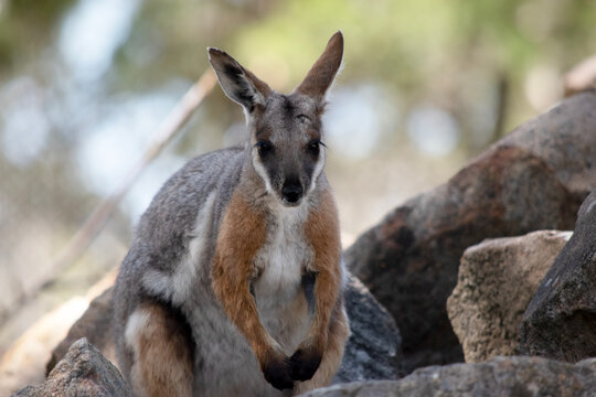 the yellow footed rock wallaby is amongst the rocks