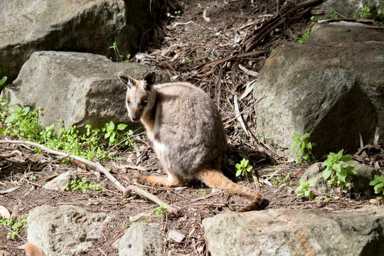 the yellow footed rock wallaby has a grey body with a white chest tan legs and a long tan nad black tail