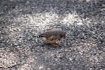 Fototapeta premium the male zebra finch has a grey body with a white under belly with a black and white tail. It has orange cheeks and black stripe on its face