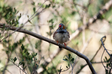 Fototapeta premium the male zebra finch has a grey body with a white under belly with a black and white tail. It has orange cheeks and black stripe on its face