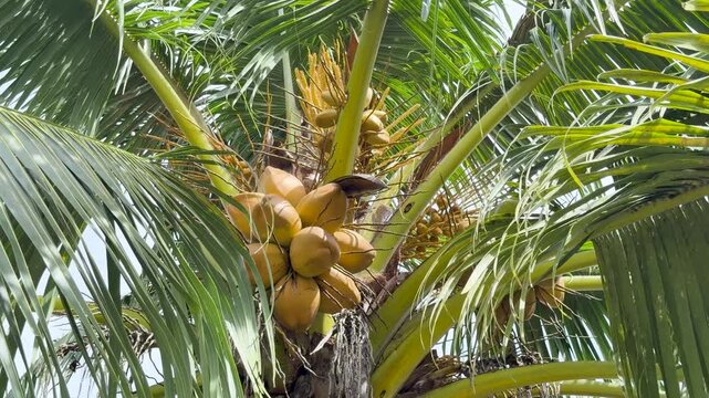 Ripe coconuts hang from palm tree branches in tropical sunlight with green leaves rustling.