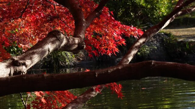 水面から反射した光が紅葉にゆらゆらあたっている4Kスローモーション動画