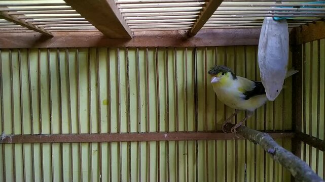 A Gloster canary with a dark crest perches inside a wooden cage, looking around and moving slightly
