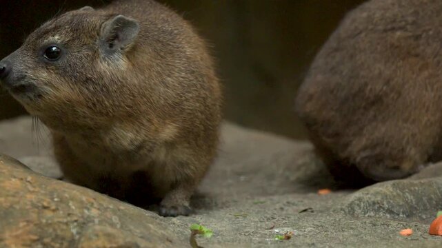 Rock hyrax Procavia capensis eating vegetables on rocky ground in natural habitat.