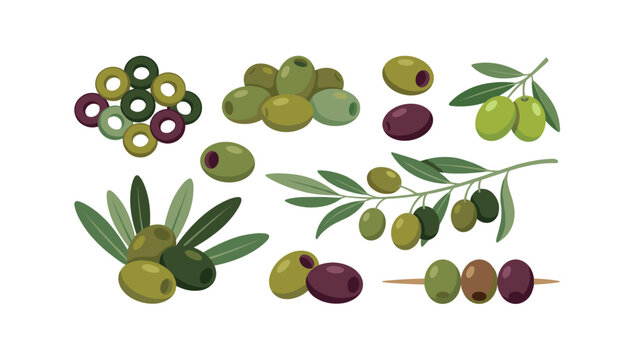 Fresh green and black olives vector illustration set with branches leaves sliced rings and pitted elements on white background