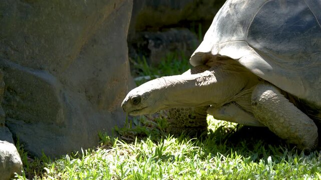 Close up footage of giant tortoise slowly walking on lush green grass near rocks.