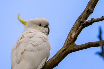 Sulphur-crested Cockatoo Perched on Tree Branch Close-up © Tong