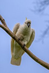 Sulphur-crested Cockatoo Spreading Wings While Perched on Branch © Tong