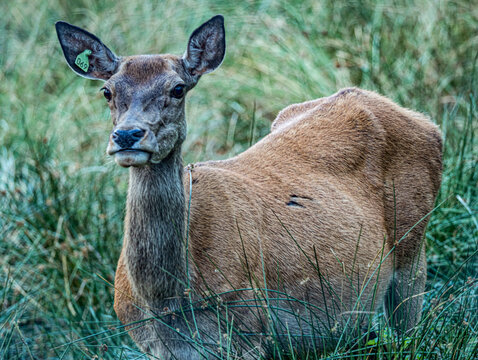 Biche regardant par-dessus son &eacute;paule dans la verdure