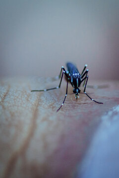 mosquito sucking blood on finger extreme close up