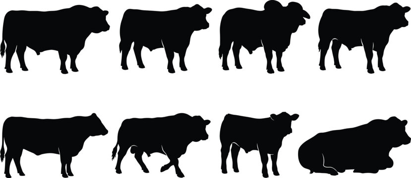 Cow Silhouette Collection Depicting Livestock Poses, Farm Animal Behavior, and Agricultural Vector Design Elements