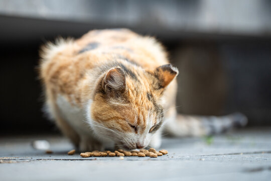 Hungry dirty stray cat eating dry food at street given by volunteers, human care for animals and hunger prevention, feral street feline fed by people, humanity act of helping and community bond.