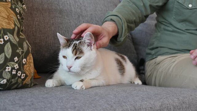 Domestic animals concept. Cute senior cat enjoys sitting on the sofa while owner pets her 