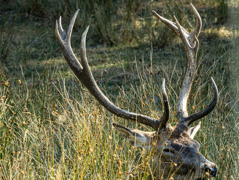 Cerf &eacute;laphe au repos, ramure dress&eacute;e au-dessus des herbes
