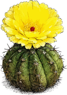 yellow cactus flower Notocactus ottonis illustration art