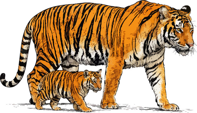 tiger isolated on white, Panthera tigris tigris illustration art