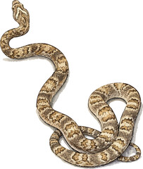 Fototapeta premium Snake isolated on white, Trimorphodon lambda illustration art
