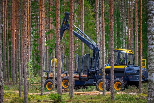 Logging Timber Harvesting  Forest Machine
